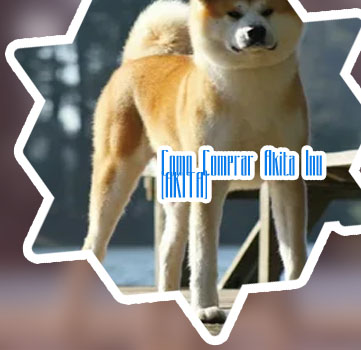 Akita criptomoeda