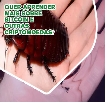 Criptomoeda mais barata do mundo
